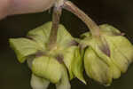 Largeflower milkweed